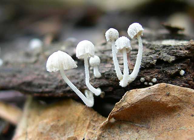 2005 :  Un anno di funghi